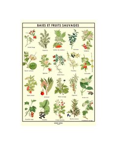 Poster Baies et Fruits Sauvages